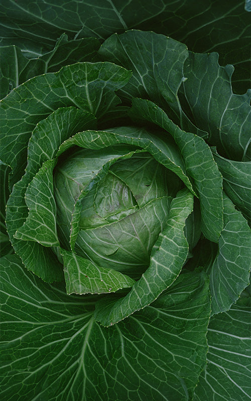 La importancia de llevar una dieta saludable